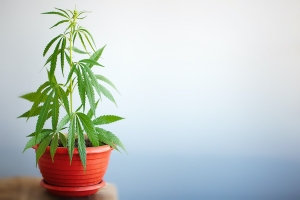 marijuana plant in pot