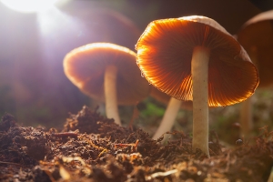 psychedelic mushrooms
