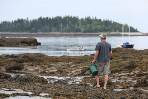 Man gathers seaweed